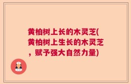 黄柏树上长的木灵芝(黄柏树上生长的木灵芝，赋予强大自然力量)
