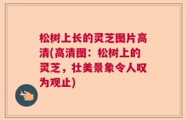 松树上长的灵芝图片高清(高清图：松树上的灵芝，壮美景象令人叹为观止)