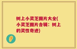 树上小灵芝图片大全(小灵芝图片合辑：树上的灵性奇迹)
