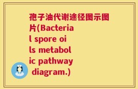 孢子油代谢途径图示图片(Bacterial spore oils metabolic pathway diagram.)