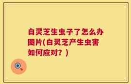 白灵芝生虫子了怎么办图片(白灵芝产生虫害如何应对？)
