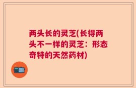 两头长的灵芝(长得两头不一样的灵芝：形态奇特的天然药材)