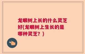 龙眼树上长的什么灵芝好(龙眼树上生长的是哪种灵芝？)