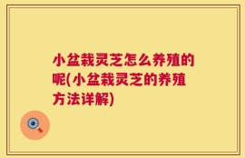 小盆栽灵芝怎么养殖的呢(小盆栽灵芝的养殖方法详解)