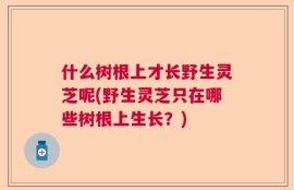 什么树根上才长野生灵芝呢(野生灵芝只在哪些树根上生长？)