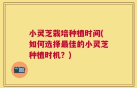 小灵芝栽培种植时间(如何选择最佳的小灵芝种植时机？)