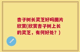 杏子树长灵芝好吗图片欣赏(欣赏杏子树上长的灵芝，有何好处？)