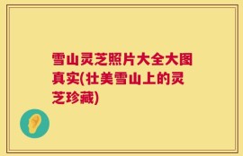 雪山灵芝照片大全大图真实(壮美雪山上的灵芝珍藏)