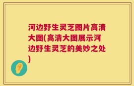 河边野生灵芝图片高清大图(高清大图展示河边野生灵芝的美妙之处)