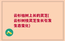 云杉枯树上长的灵芝(云杉树枝灵芝生长引发生态变化)