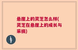 悬崖上的灵芝怎么样(灵芝在悬崖上的成长与采摘)