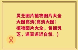 灵芝图片植物图片大全大图高清(高清大图：植物图片大全，包括灵芝，逼真逼近自然。)