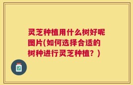 灵芝种植用什么树好呢图片(如何选择合适的树种进行灵芝种植？)