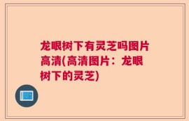 龙眼树下有灵芝吗图片高清(高清图片：龙眼树下的灵芝)