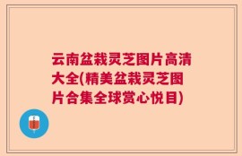 云南盆栽灵芝图片高清大全(精美盆栽灵芝图片合集全球赏心悦目)