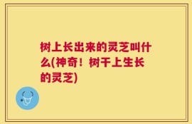 树上长出来的灵芝叫什么(神奇！树干上生长的灵芝)