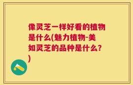 像灵芝一样好看的植物是什么(魅力植物-美如灵芝的品种是什么？)