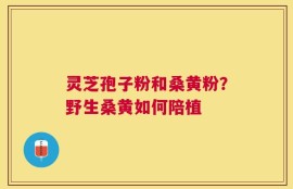 灵芝孢子粉和桑黄粉？野生桑黄如何陪植