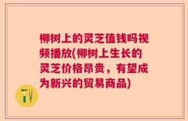 柳树上的灵芝值钱吗视频播放(柳树上生长的灵芝价格昂贵，有望成为新兴的贸易商品)