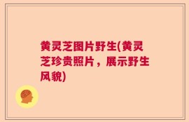 黄灵芝图片野生(黄灵芝珍贵照片，展示野生风貌)