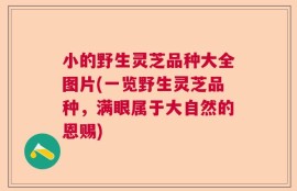 小的野生灵芝品种大全图片(一览野生灵芝品种，满眼属于大自然的恩赐)