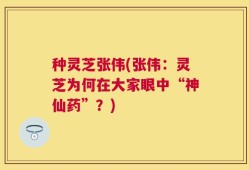 种灵芝张伟(张伟：灵芝为何在大家眼中“神仙药”？)