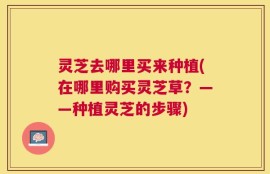 灵芝去哪里买来种植(在哪里购买灵芝草？——种植灵芝的步骤)