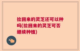捡回来的灵芝还可以种吗(捡回来的灵芝可否继续种植)
