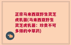正宗马来西亚野生灵芝虎乳菌(马来西亚野生灵芝虎乳菌：珍贵不可多得的中草药)