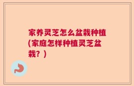 家养灵芝怎么盆栽种植(家庭怎样种植灵芝盆栽？)