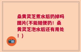 桑黄灵芝煮水后扔掉吗图片(不能随便扔！桑黄灵芝泡水后还有用处！)