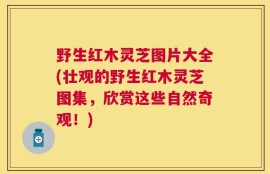 野生红木灵芝图片大全(壮观的野生红木灵芝图集，欣赏这些自然奇观！)