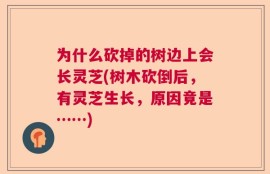 为什么砍掉的树边上会长灵芝(树木砍倒后，有灵芝生长，原因竟是……)
