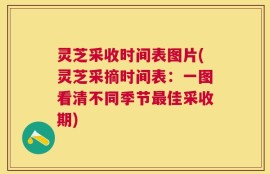 灵芝采收时间表图片(灵芝采摘时间表：一图看清不同季节最佳采收期)