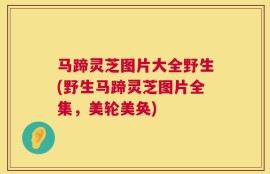 马蹄灵芝图片大全野生(野生马蹄灵芝图片全集，美轮美奂)