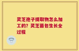灵芝孢子提取物怎么加工的？灵芝菌包生长全过程