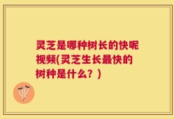 灵芝是哪种树长的快呢视频(灵芝生长最快的树种是什么？)