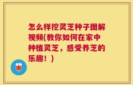 怎么样挖灵芝种子图解视频(教你如何在家中种植灵芝，感受养芝的乐趣！)