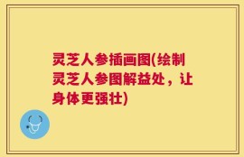 灵芝人参插画图(绘制灵芝人参图解益处，让身体更强壮)