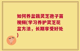 如何养盆栽灵芝孢子苗视频(学习养护灵芝花盆方法，长期享受好处)