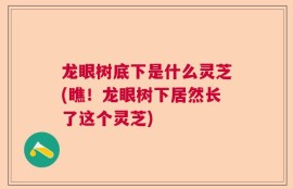 龙眼树底下是什么灵芝(瞧！龙眼树下居然长了这个灵芝)