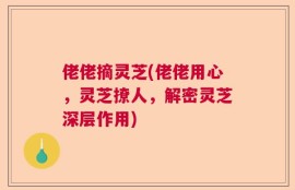 佬佬摘灵芝(佬佬用心，灵芝撩人，解密灵芝深层作用)