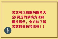 灵芝可以摘取吗图片大全(灵芝的采摘方法和图片展示，全方位了解灵芝的生长和收获！)