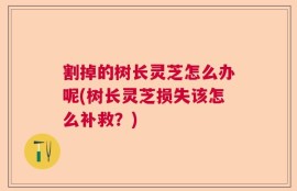 割掉的树长灵芝怎么办呢(树长灵芝损失该怎么补救？)