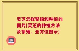 灵芝怎样繁植和种植的图片(灵芝的种植方法及繁殖，全方位图示)