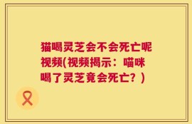 猫喝灵芝会不会死亡呢视频(视频揭示：喵咪喝了灵芝竟会死亡？)
