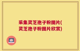 采集灵芝孢子粉图片(灵芝孢子粉图片欣赏)