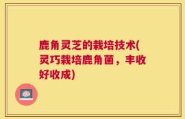 鹿角灵芝的栽培技术(灵巧栽培鹿角菌，丰收好收成)