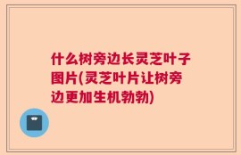 什么树旁边长灵芝叶子图片(灵芝叶片让树旁边更加生机勃勃)