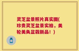 灵芝盆景照片真实图(珍贵灵芝盆景实拍，美轮美奂盆栽新品！)